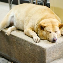 Animaux de compagnie en surpoids