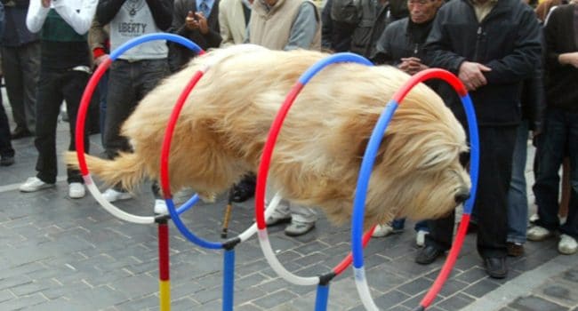 30 incroyables photos de chiens prises au moment parfait