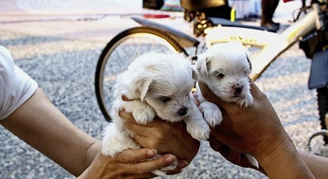 Arrêté pour trafic de chiots