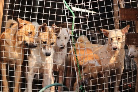 70 000 chiens abattus à Bali et servis aux touristes