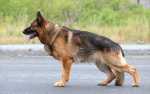 Divers bergers allemands - 1 sur 147 (12).jpg