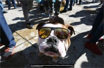bulldogs01.jpg