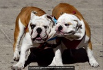 bulldogs06.jpg
