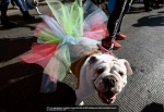 bulldogs07.jpg