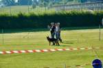 20200809 Internationale Ausstellung für Deutsche Schäferhunde Zürichsee - 6 sur 287.jpeg