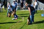 20200809 Internationale Ausstellung für Deutsche Schäferhunde Zürichsee - 18 sur 287.jpeg