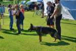 20200809 Internationale Ausstellung für Deutsche Schäferhunde Zürichsee - 65 sur 287.jpeg