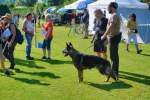 20200809 Internationale Ausstellung für Deutsche Schäferhunde Zürichsee - 66 sur 287.jpeg