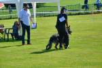 20200809 Internationale Ausstellung für Deutsche Schäferhunde Zürichsee - 128 sur 287.jpeg
