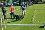 20200809 Internationale Ausstellung für Deutsche Schäferhunde Zürichsee - 133 sur 287.jpeg