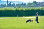20200809 Internationale Ausstellung für Deutsche Schäferhunde Zürichsee - 173 sur 287.jpeg