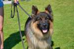 20200809 Internationale Ausstellung für Deutsche Schäferhunde Zürichsee - 181 sur 287.jpeg
