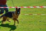20200809 Internationale Ausstellung für Deutsche Schäferhunde Zürichsee - 185 sur 287.jpeg