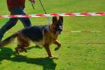 20200809 Internationale Ausstellung für Deutsche Schäferhunde Zürichsee - 186 sur 287.jpeg