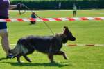 20200809 Internationale Ausstellung für Deutsche Schäferhunde Zürichsee - 191 sur 287.jpeg
