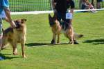20200809 Internationale Ausstellung für Deutsche Schäferhunde Zürichsee - 194 sur 287.jpeg