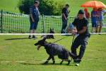 20200809 Internationale Ausstellung für Deutsche Schäferhunde Zürichsee - 211 sur 287.jpeg