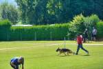20200809 Internationale Ausstellung für Deutsche Schäferhunde Zürichsee - 233 sur 287.jpeg