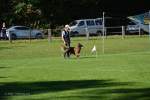 20200905 Challenge Romand du berger allemand 2020 BA Morges - 50 sur 248.jpg