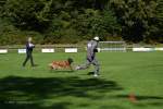 20200905 Challenge Romand du berger allemand 2020 BA Morges - 59 sur 248.jpg