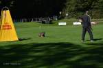 20200905 Challenge Romand du berger allemand 2020 BA Morges - 95 sur 248.jpg