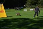 20200905 Challenge Romand du berger allemand 2020 BA Morges - 96 sur 248.jpg