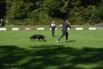20200905 Challenge Romand du berger allemand 2020 BA Morges - 112 sur 248.jpg