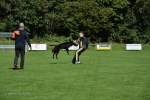 20200905 Challenge Romand du berger allemand 2020 BA Morges - 132 sur 248.jpg