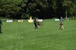 20200905 Challenge Romand du berger allemand 2020 BA Morges - 233 sur 248.jpg