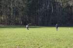 IMG_8711.jpeg