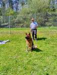 Internationale Ausstellung für Deutsche SchäferhundeFribourg (Schweiz) am 19. April 2025 - 2 sur 32.jpeg