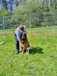 Internationale Ausstellung für Deutsche SchäferhundeFribourg (Schweiz) am 19. April 2025 - 3 sur 32.jpeg