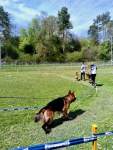 Internationale Ausstellung für Deutsche SchäferhundeFribourg (Schweiz) am 19. April 2025 - 11 sur 32.jpeg