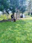Internationale Ausstellung für Deutsche SchäferhundeFribourg (Schweiz) am 19. April 2025 - 17 sur 32.jpeg