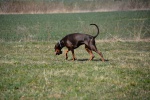 Challenge Romand BA Le Jorat 18-19-03-2016 - 537 sur 1117.jpg