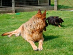 Elevage berger allemand Les Charmilles - 22 sur 41.jpg