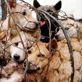 Festival de Yulin : 40 000 chiens seront encore massacrés et mangés cette année